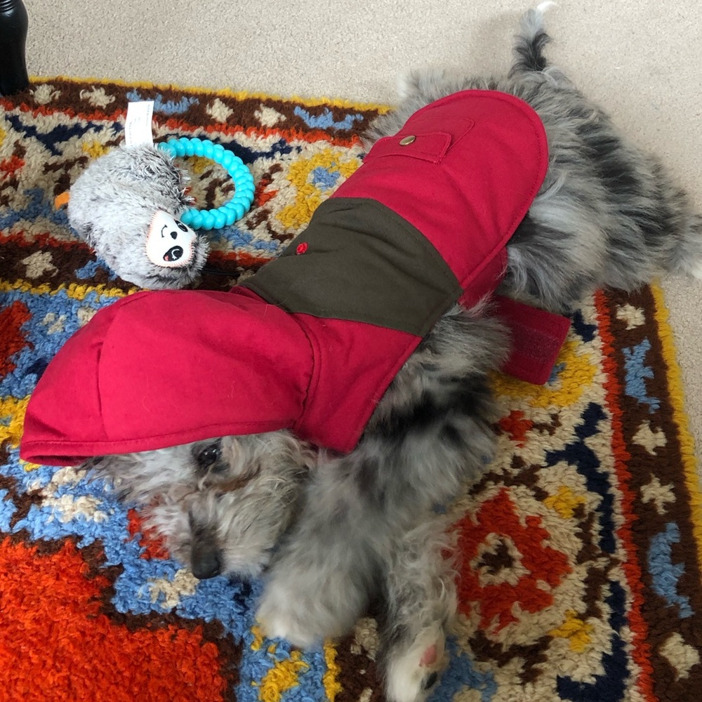 Puppy jacket